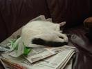 couch paper nap