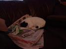 couch paper nap 2