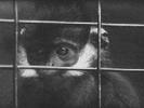 monkey behind bars